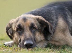 Traitement des pieds plats chez les chiens