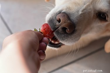 Lista över frukt och grönsaker som hundar kan äta
