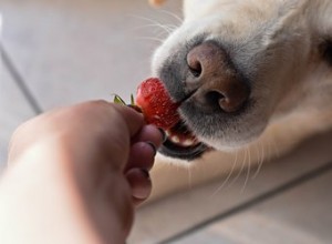 Список фруктов и овощей, которые разрешено есть собакам