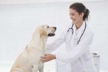 Tecken på magkramper hos hundar