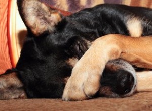 Comment traiter un chien qui démange les yeux