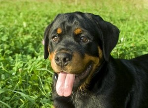 Comment se débarrasser des pellicules sur un Rottweiler