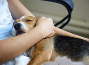 暑さの中の犬のための家庭薬 