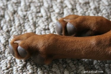 Remédios caseiros para endurecer as almofadas de um cão