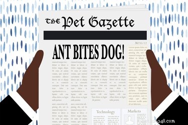 Как лечить собаку от укусов муравьев
