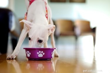 子犬はいつドライパピーフードを食べ始めることができますか？ 