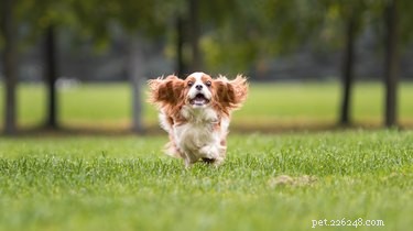 Jsou okrasné trávy pro psy jedovaté?