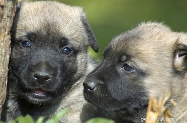 Come trattare la tosse del canile nei cuccioli appena nati