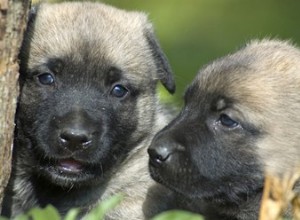 生まれたばかりの子犬の犬小屋の咳を治療する方法 