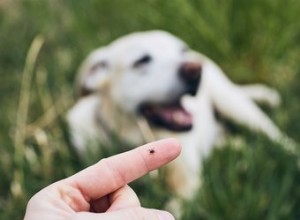 Comment puis-je savoir si mon chien a une tique ou une étiquette cutanée ?