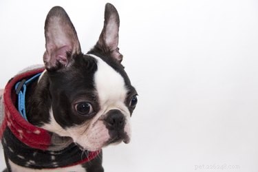犬が耳が聞こえないかどうかはどうすればわかりますか？ 