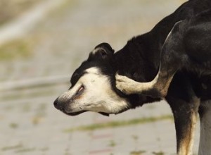 Comment savoir si un chien a des acariens