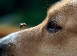 Comment utiliser la lotion à la calamine sur les chiens