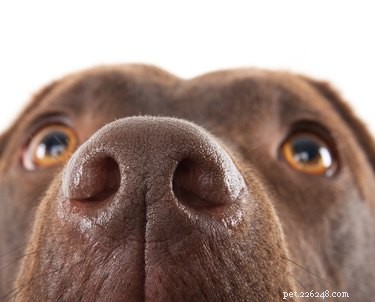 Hoe geef ik mijn hond een neusdecongestivum? 