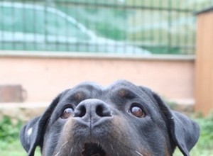 Comment soigner la peau sèche d un Rottweiler