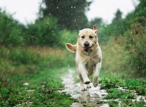 犬の足のけいれんの原因は何ですか？ 