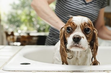かゆみを伴う犬の自然療法 