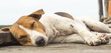Canine Restless Legs Syndrome