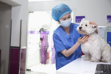 Симптомы защемления нерва на позвоночнике собаки