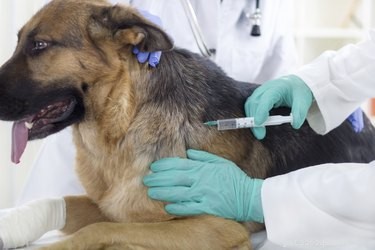 Как давать собаке метронидазол