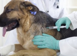 Comment donner du métronidazole à mon chien