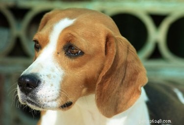 Hoe zorg je voor een beagle met het Chinese Beagle-syndroom