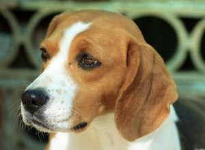 Comment prendre soin d un beagle atteint du syndrome du beagle chinois