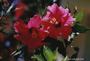 Zijn hibiscusplanten giftig voor honden?