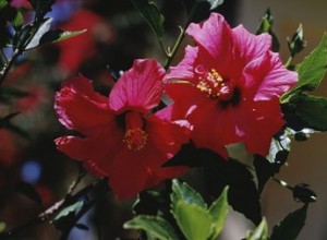 Les plantes d hibiscus sont-elles toxiques pour les chiens ?