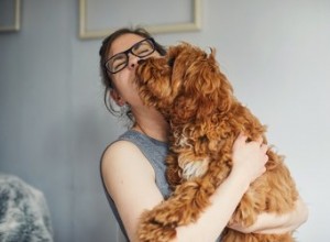 Combien de temps dure la phase de saignement chez les chiens en chaleur ?