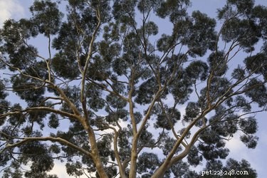 Är eukalyptusblad skadliga för hundar?