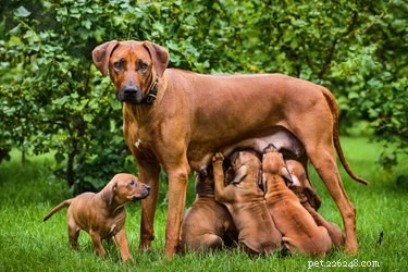 Признаки готовности собаки к родам