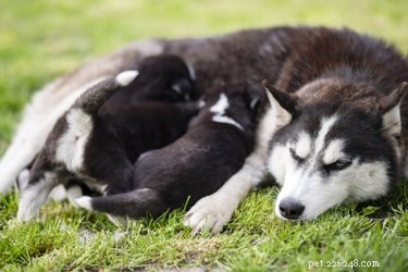 Признаки готовности собаки к родам