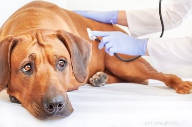 Sintomi di stiramento muscolare nei cani