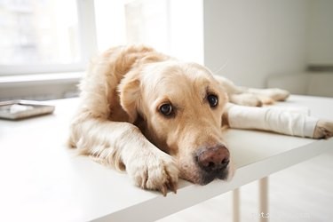 Sintomi di stiramento muscolare nei cani