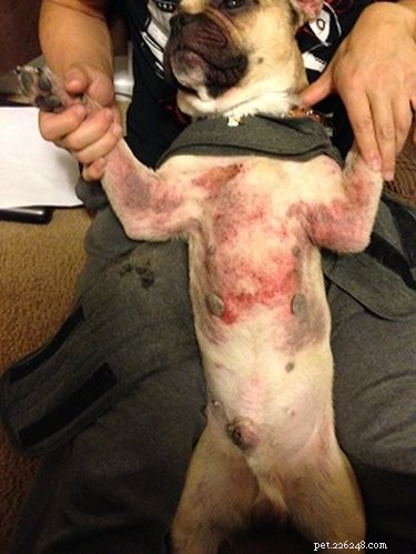 Veel voorkomende huiduitslag op de maag van een hond