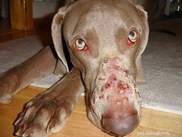 Veel voorkomende huiduitslag op de maag van een hond