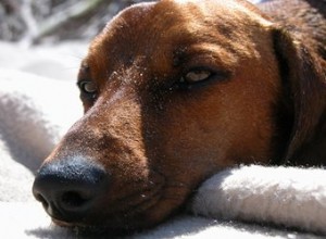 Remèdes pour les chiens souffrant de bruit d estomac