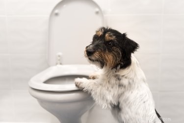 Waarom honden urine drinken