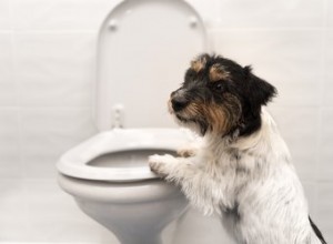 犬が尿を飲む理由 