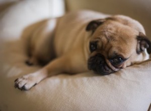 犬の流産の兆候 