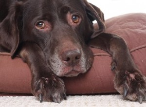 Signes de maladie mentale chez le chien