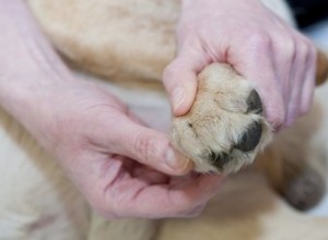 犬のツボはどこにありますか？ 