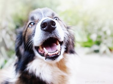 Co mohu udělat pro svého psa, kterého bolí zuby?