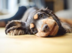 Combien de temps faut-il pour qu un vermifuge pour chiot agisse ?