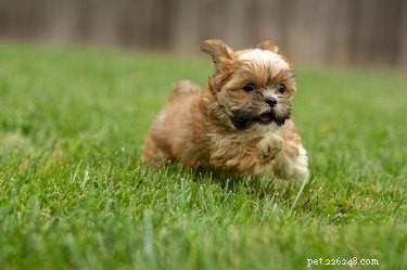 Hoe zorg je voor een Shih Tzu-Yorkie Mix-puppy