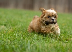 シー・ズーとヨーキーのミックス子犬のお手入れ方法 