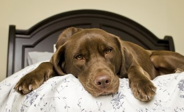 Toxicita kaučukovníku pro psy