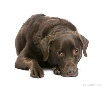 Tecken och symtom på kvalster på hundar