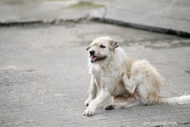 Tecken och symtom på kvalster på hundar